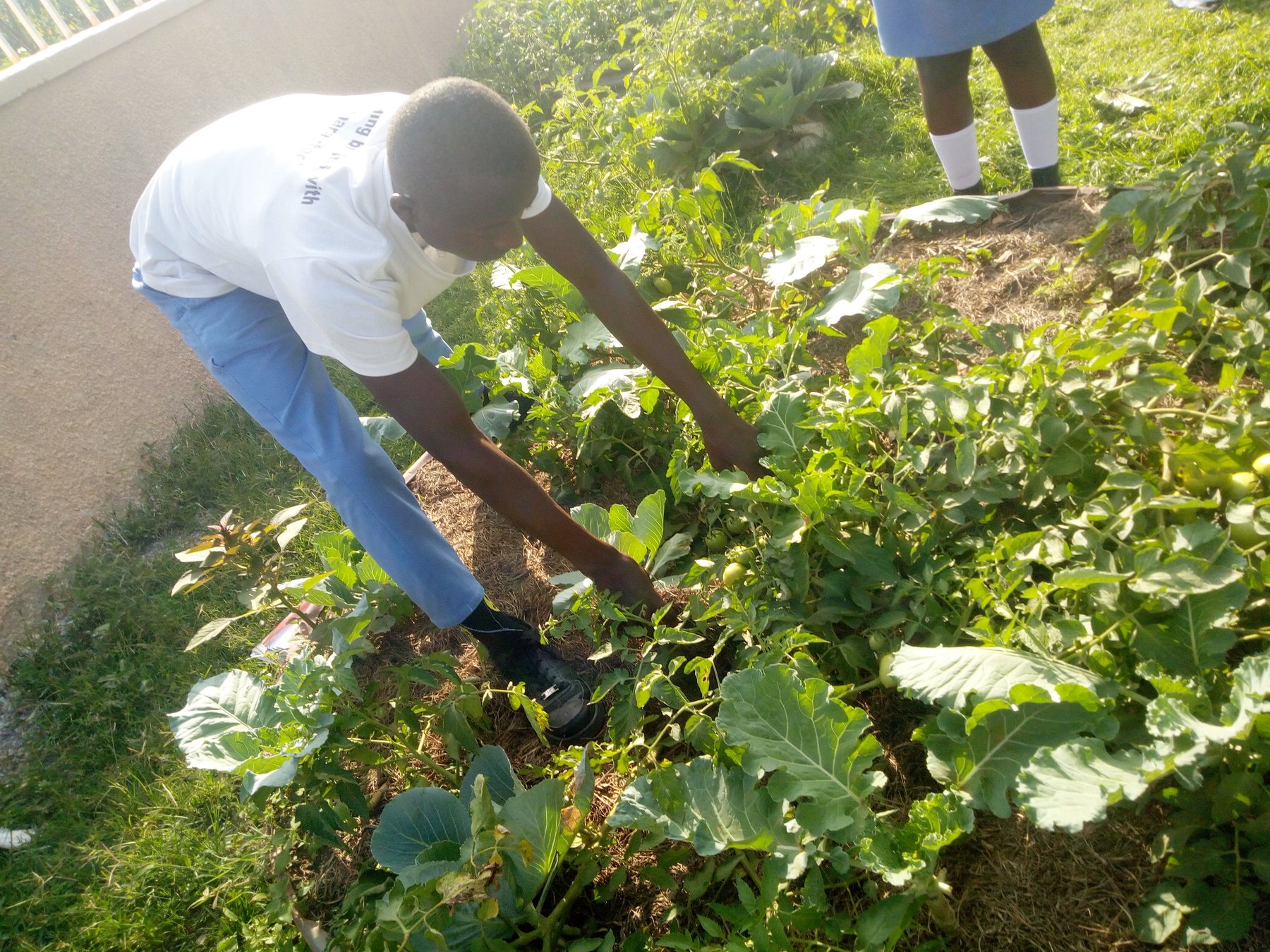 Hands-on tree and plant care